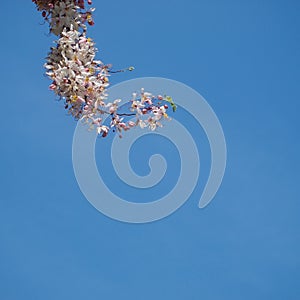 Assia bakeriana craib flower photo