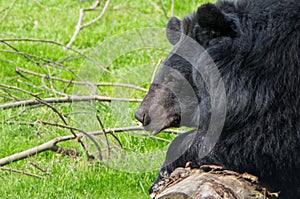 A assian black bear in close-up