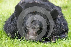 A assian black bear close-up