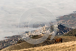 Assisi, horse and fog