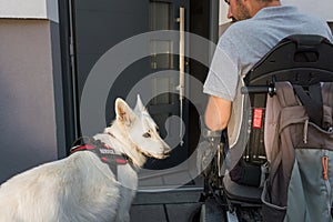 Assistance dog helping a man in wheelchair by closing a door