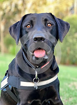 Assistance / service dog