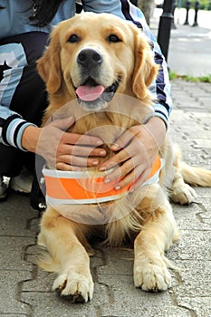 Assistant dog for blind people