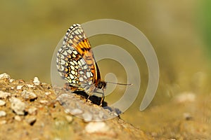 Assmann fritillary butterfly photo