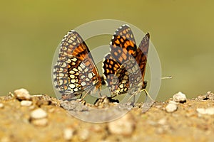 Assmann fritillary and heath fritillary photo