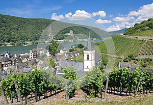 Assmannshausen, Rheingau, Hesse, Rhine River, Germany