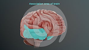 Association area of Human brain photo
