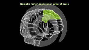 Somatic motor association area of human brain photo
