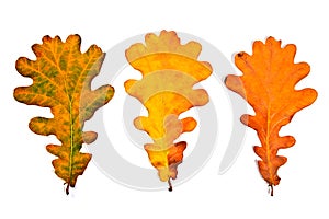 Assort of different autumn oak tree leaves isolated on white background. With clipping path.