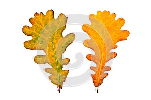 Assort of different autumn oak tree leaves on white bac