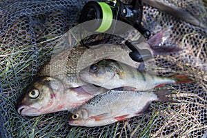 Assort kinds of fish - freshwater common bream, common perch or European perch, white bream or silver bream and fishing rod with