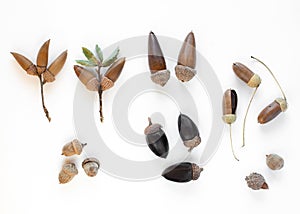 Assorted acorns from California