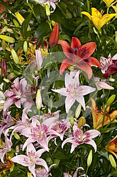 Assorted Asiatic Lilies