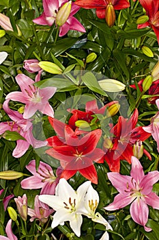 Assorted Asiatic Lilies