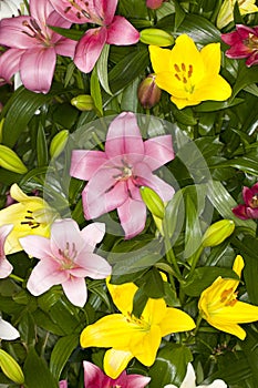 Assorted Asiatic Lilies