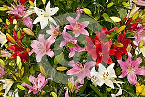 Assorted Asiatic Lilies photo