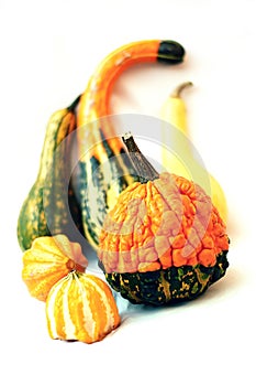 Assorted Autumn Gourds