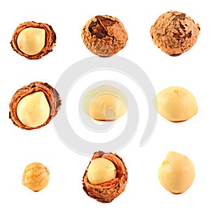 Assorted Callophylum Fruit and Seed photo
