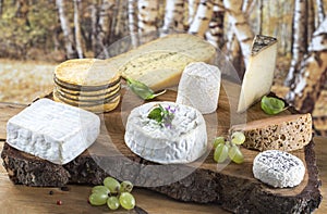 Assorted cheeses in various shapes and sizes