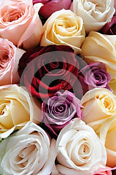 Assorted color of roses