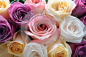 Assorted color of roses