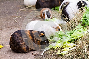 Assorted colored guinea pigs outdoors feeding