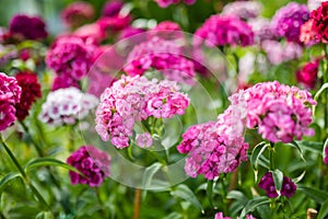 Assorted colorful flowers of Dianthus barbatus or the sweet William plant blossoming in a garden in a sunny summer day