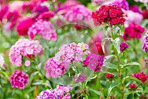 Assorted colorful flowers of Dianthus barbatus or the sweet William plant blossoming in a garden in a sunny summer day