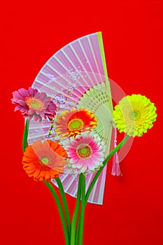 Assorted colorful gerber daisy flowers with oriental folding fan on red background
