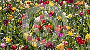 Assorted colorful Tulip flower bed in Holland, Michigan, selective focus