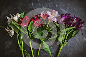 Assorted Colors of Alstroemeria