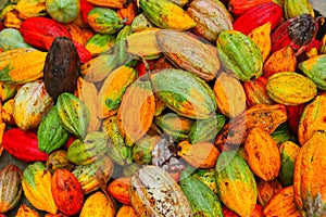 Assorted colors pf cocoas after harvested