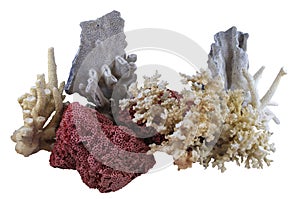 Assorted Coral Isolated