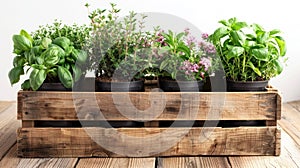 Assorted Culinary Herbs in Wooden Crate