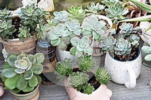 Assorted echeveria succulent in a pot