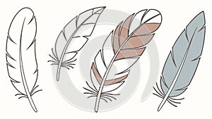 Assorted Feathers, Ornithology Vector Illustration photo