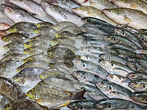Assorted fish frozen on ice at seafood counter in supermarket