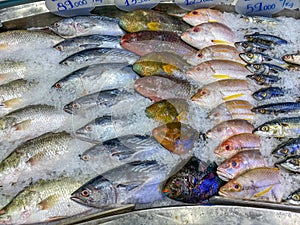 Assorted fish good arrangement frozen on ice at seafood market