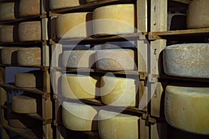 Assorted flavours of cheese wheels maturing on rows of wooden shelves in a cheese factory