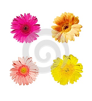 Assorted Flower (Gerbera) Colors