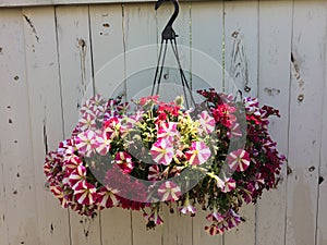 Assorted flower hanging basket with rustic wooden background. The mix of bloom sizes and colour creates visual interest.