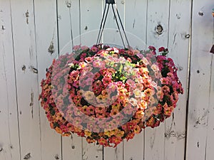 Assorted flower hanging basket with rustic wooden background. The mix of bloom sizes and colour creates visual interest.