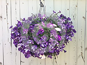 Assorted flower hanging basket with rustic wooden background. The mix of bloom sizes and colour creates visual interest.