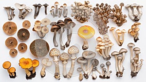 Assorted fresh edible mushrooms of various species spread out on a white background