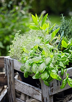 Assorted fresh herbs growing in pots