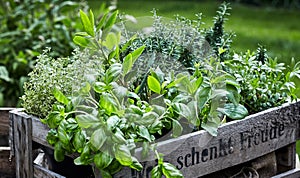 Assorted fresh herbs growing in pots