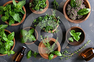 Assorted fresh herbs in wooden bowls and essential oil bottles on dark background