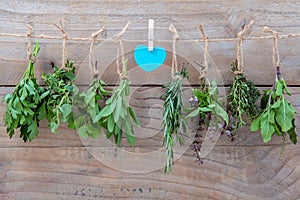 Assorted hanging herbs ,parsley ,oregano,mint,sage,rosemary,sweet basil,holy basil, and thyme for seasoning concept on rustic