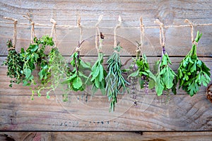 Assorted hanging herbs ,parsley ,oregano,mint,sage,rosemary,sweet basil,holy basil, and thyme for seasoning concept on rustic