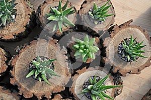 Assorted Haworthia Plants in Oak Wood Log Planters photo